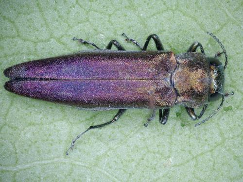 Réf. 212 546 : Agrilus sinuatus